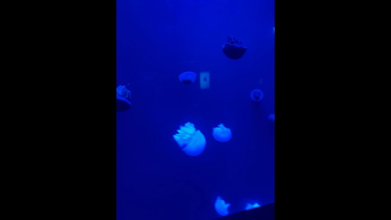 #jellyfish #shorts #subscribemychannel #love #enjoy