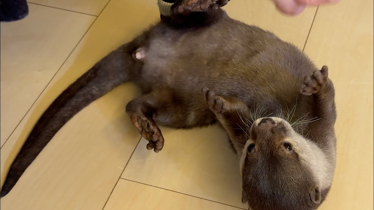 カワウソに噛まれても仲直りし噛まれた手で遊ぶ飼い主 Even if otter bites me, I’ll make up with it and play with hand it bit