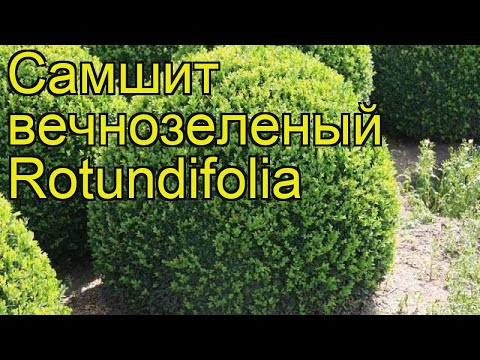 Самшит вечнозеленый Ротандифолия. Краткий обзор, описание buxus sempervirens Rotundifolia