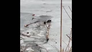 Собакен Провалился Под Лёд И Не Мог Выбраться, Но Смелый Парень Поспешил К Нему На Помощь.