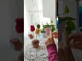 هوايتي زهرة توليب كروشيه امجرومي تركيا