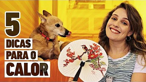 Como cuidar dos cães no calor?