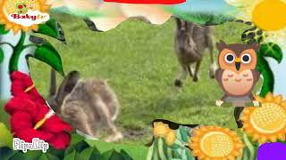 The amazing world baby tv hare