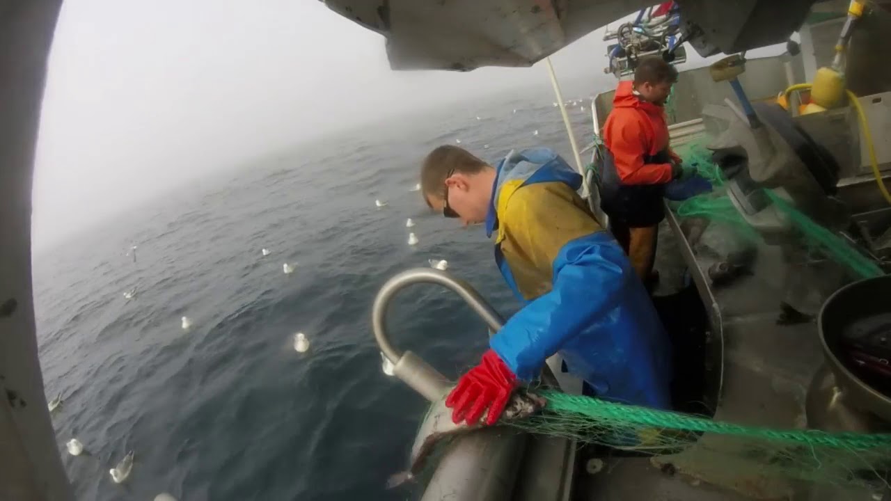 / Net Fishing Greenland Halibut / Turbot Norway 2017 YouTube