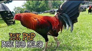 35K PURE RED KELSO - FIREBIRD GAMEFARM - BIBOY ENRIQUES - TANAY RIZAL