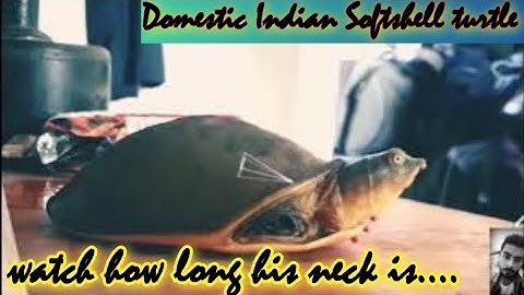 Shocking!!! flapshell turtle long neck video| Indian flapshell turtle videos| #turtle #turtles