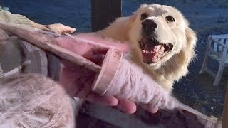 Making a Drop Spindle and Spinning Dog Hair into Yarn | DIY , Homemade and for free
