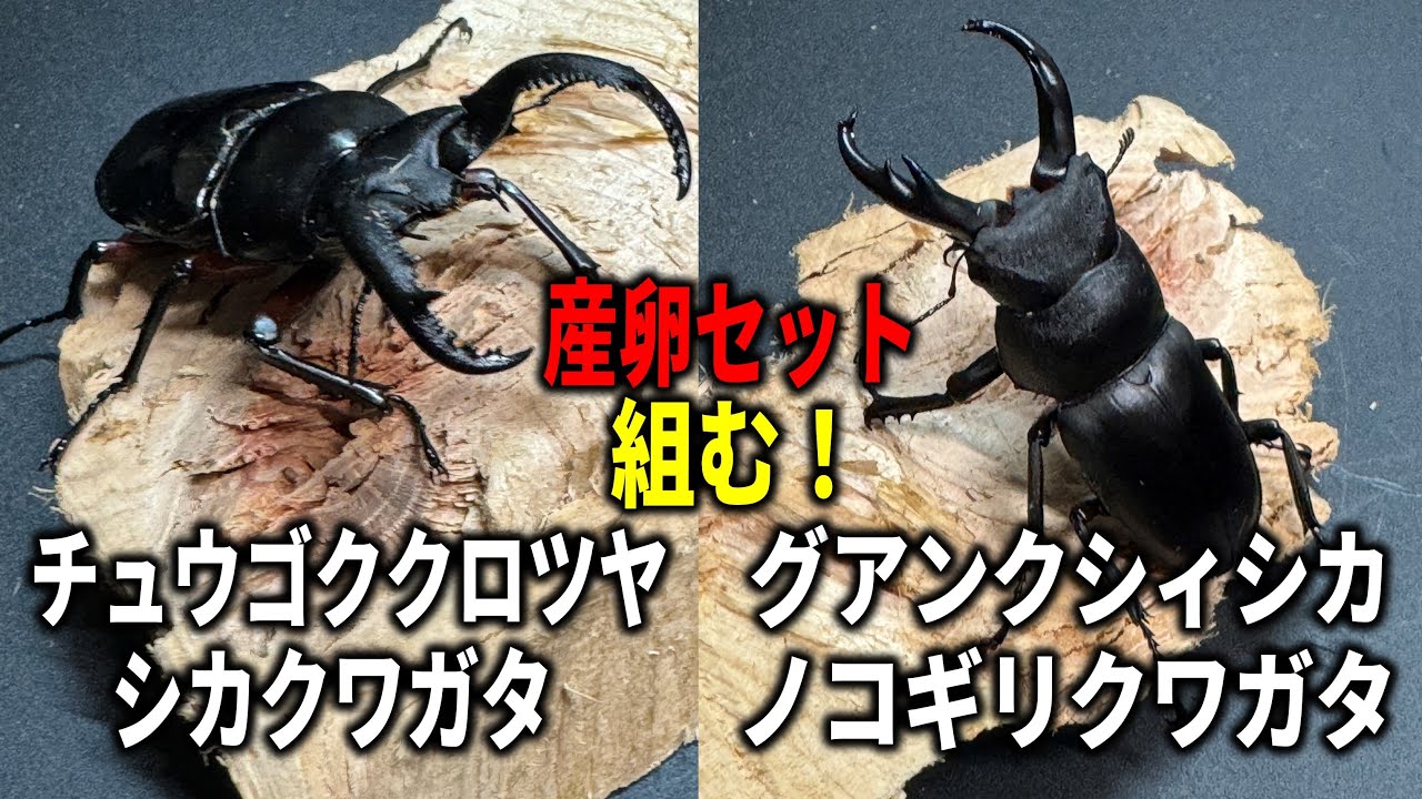 Boom! We'll set up a breeding container for rare stag beetles