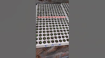 Ra vỉ cúc pico tết 2026 #cucpico #caygiongcucpico