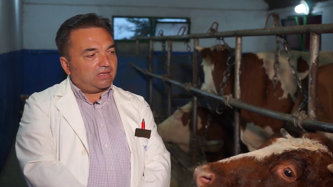 Složno, uspešno! ep. 34 10.11.2020. Ćuprija, farma, visokomlečne krave, tovni bikovi