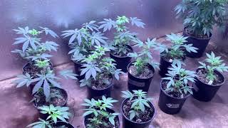 Cannabis Indoor S:14 E:2 Sex Testing