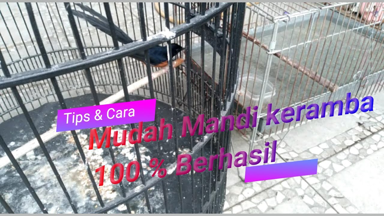 Burung Susah Mandi Keramba ??? Tips Cara Mudah Agar Burung Kicau Mau Mandi Keramba 100 % Berhasil