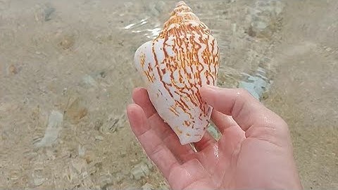 Amazing Find Snail Shells On The Beach| Pick Up Shells With Robin