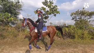 Arabian Horse Trail Riding in Maeps Malaysia
