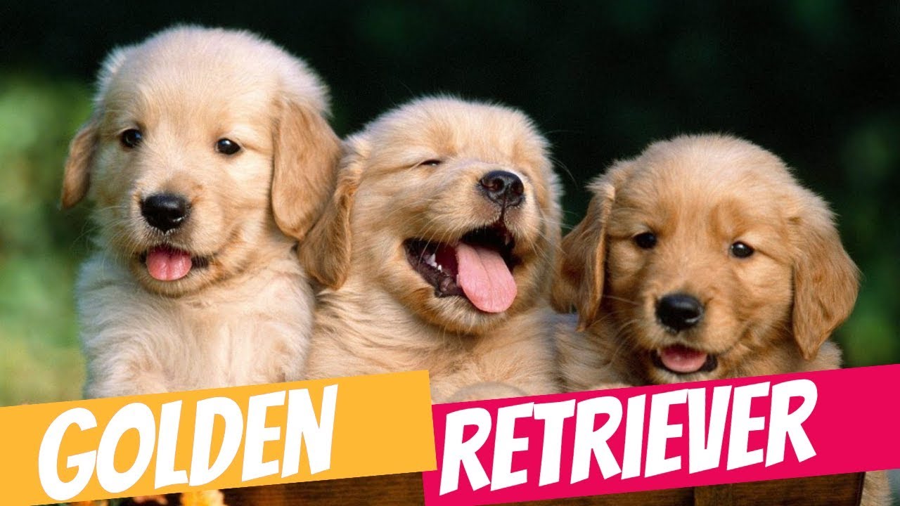 Evde Ve Apartmanda Bakilabilecek Zeki Kopek Cinsi Golden Retriever Kopek Evdebakilacakkopekler Youtube