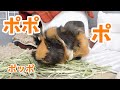 歩くと「ポ」が漏れ出てしまうモルモット　Guinea Pig Talk