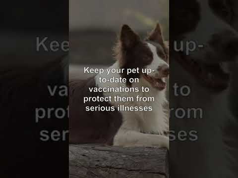 Video: „Pet Care“turėtų daugiau dėmesio skirti sveikatai, mažiau šūviams