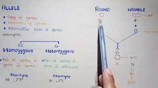 Celebrity Introduction Of Genetics | Genes, Alleles, Phenotype, And Locus Profile