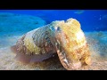 Scuba diving Tenerife, Canary Islands 2018