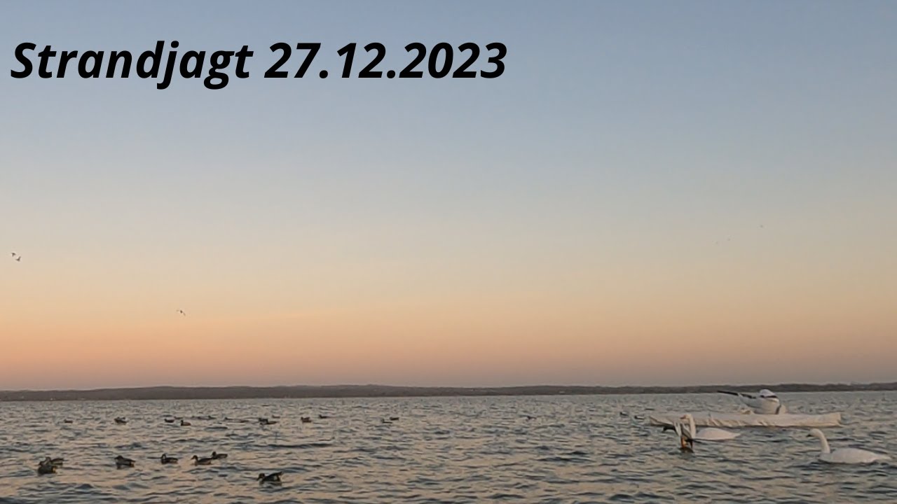 strandjagt-27-12-2023-duckhunting-denmark-youtube