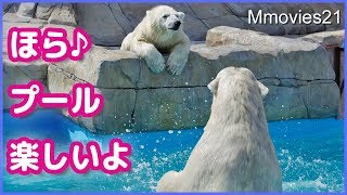 ホッキョクグマ親子 ララの知能の高さが伺えるリラの誘い方 Polar Bear mom & cub