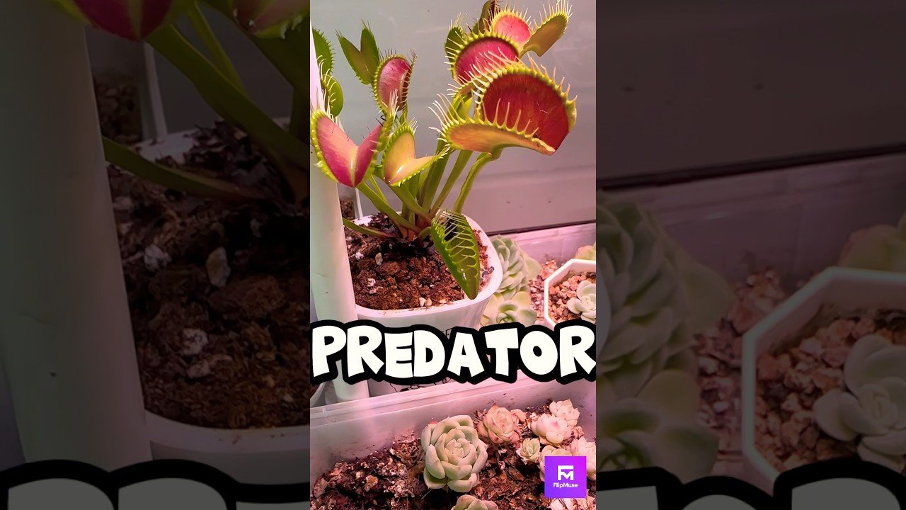 This PLANT HUNTS Flies⁉️ 😱 | Venus Flytrap in Action❗️ 