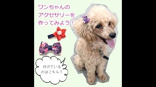 ワンちゃん用リボンアクセサリー