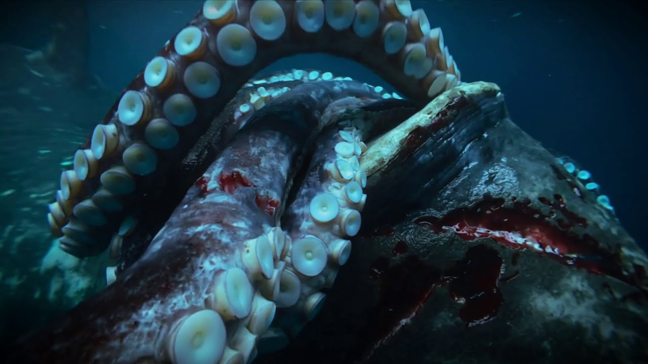 Giant Squid vs Sperm Whale: The Ultimate Deep Sea Battle (Documentary)