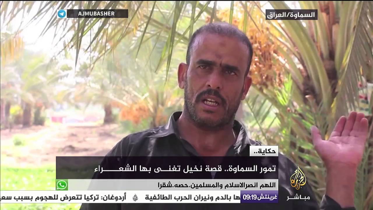 حكاية | نخيل وتمور السماوة.. قصة تميز تغنّى بها الشعراء