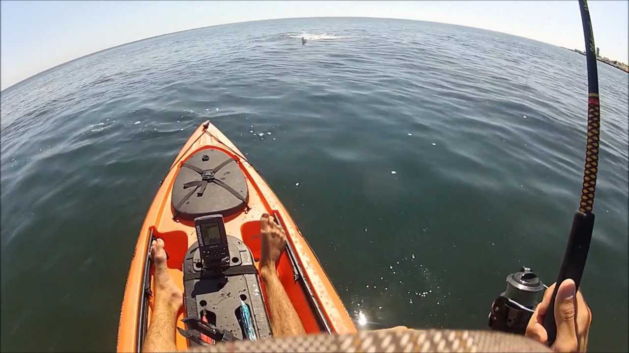 AGGRESSIVE TOPWATER BLUEFISH ACTION NO HOOKS KAYAK FISHING NJ YouTube