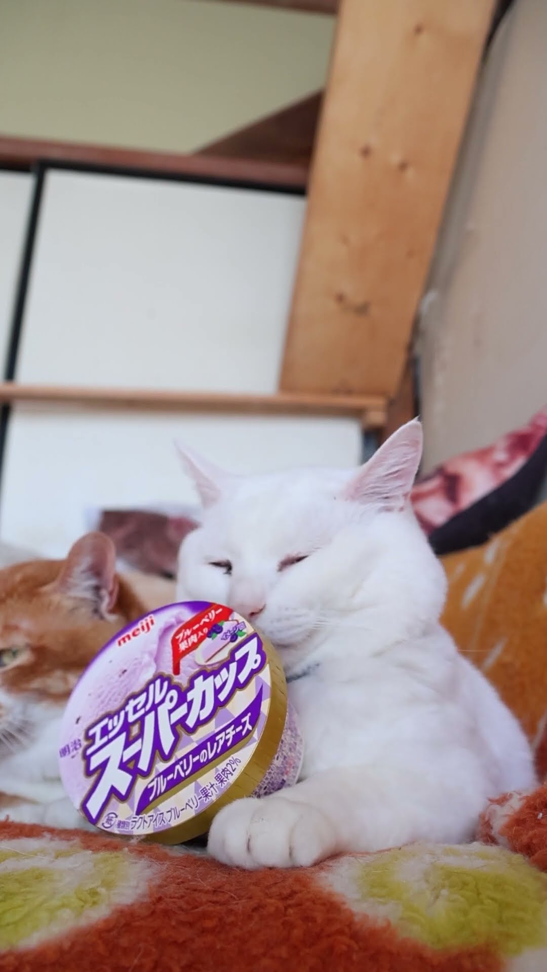 スーパーカップ ブルーベリーのレアチーズ 260605 #cat #のせ猫 #cute