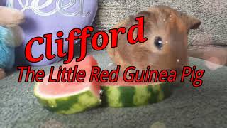 Clifford - The little Red Guinea Pig