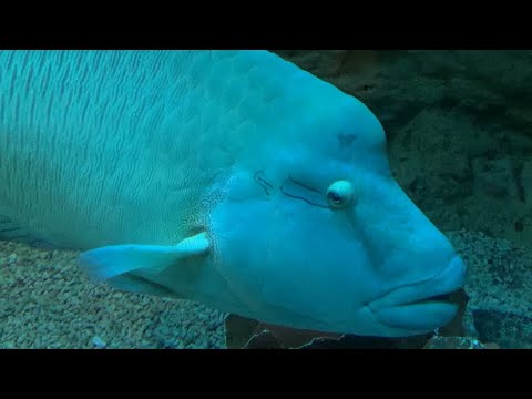 Видео: Океанариум СПб «Планета Нептун». Обзор, успокаивающий нервы 🐠