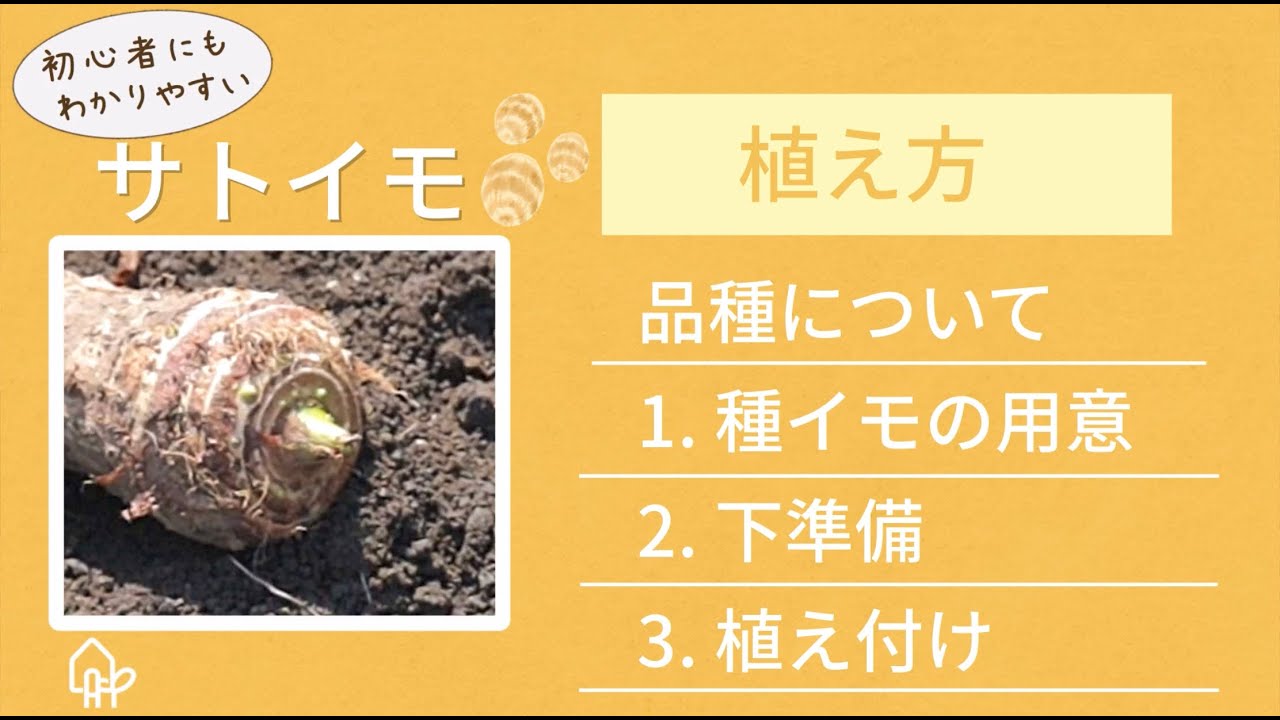 サトイモ 里芋 の栽培方法 菜園のプロが失敗しない育て方を解説 芽出しや芽かきの方法も 農業 ガーデニング 園芸 家庭菜園マガジン Agri Pick