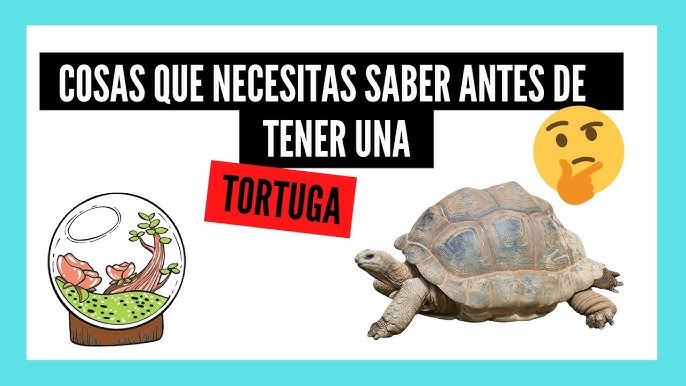 Qué necesito para albergar una tortuga de agua en casa? - Tiendanimal