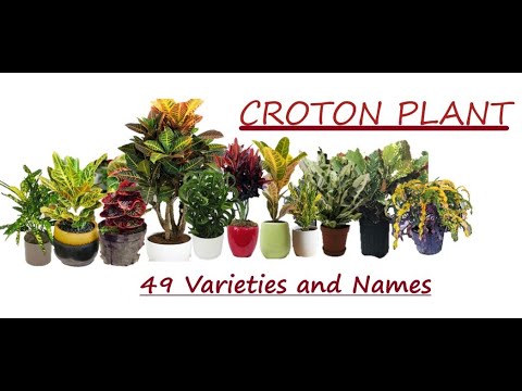 Video: Types And Varieties Of Codiaum (croton) (39 Photos): Names And Descriptions Of Plant Varieties