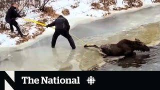 #TheMoment a couple rescued a moose from a half-frozen river