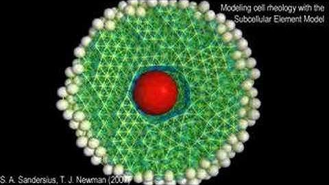 Cell Rheology: bead cytometry in a viscoelastic network