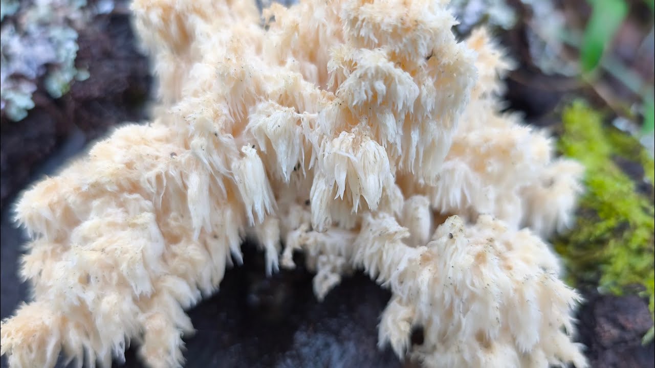 Meremeli nasıl pişirilir, tadı nasıl 