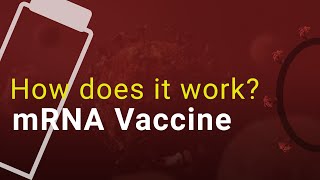 How the Coronavirus mRNA Vaccine Functions | Summary by The Boring Voice 110 views 3 years ago 3 minutes, 11 seconds