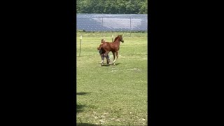 Horse With an a Attitude Flips as Girl Laughs Horse With an a Attitude Flips as Girl Laughs