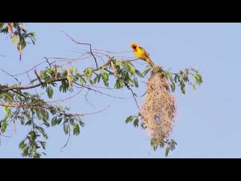 Altamira oriole (Icterus gularis) building nest 