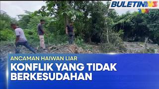 ANCAMAN HAIWAN LIAR | 21 Gajah Ceroboh Penempatan Penduduk FELDA Chiku 7