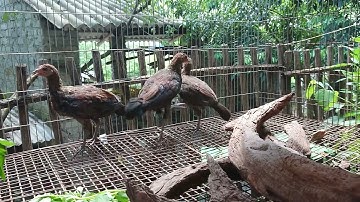 GÀ RỪNG CON HƠN BA THÁNG TUỔI BẮT ĐẦU PHÂN BIỆT ĐƯỢC TRỐNG MÁI