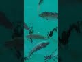 Hungry Fish like Eating kobos or bread in deep blue sea #shorts