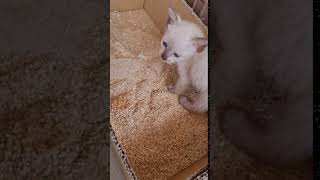 Siamese + Tabby Kitten For Adoption - 1 Month, Snowy from Wilayah Persekutuan , Kuala Lumpur