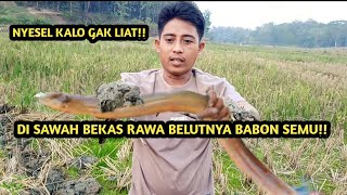 NGUKUY BELUT DI SAWAH BEKAS RAWA HASILNYA MELIMPAH!!#belut#ngukuy#hasilalam