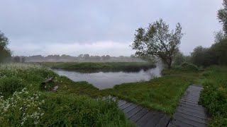 ASMR Calming Misty Nature Walk with INCREDIBLE Real Life Bird Sounds