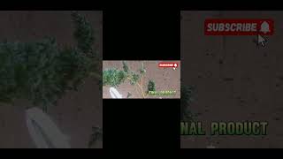 How to Harvest your cannibas within 5minutes #stonersociety #cannabiscultivation #cannabisismedicine