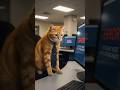 First day at office for mrcat got error EPISODE 1 #DreamScreenAI